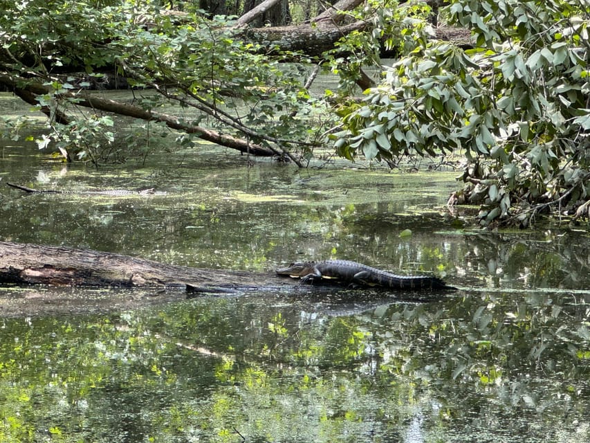 Book your Highlights of New Orleans City and Swamp Tour Combination Experience Today. Discover some of the top rated New Orleans Tours with CitizensFor1GreaterNewOrleans.com.