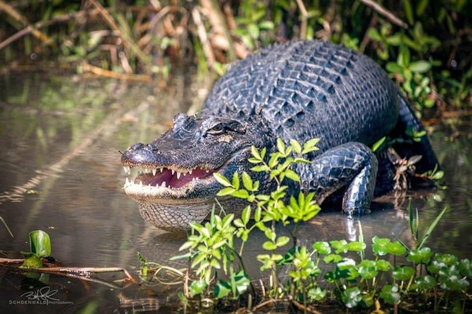 Book your New Orleans: Honey Island Swamp and Bayou Boat Tour Experience Today. Discover some of the top rated New Orleans Tours with CitizensFor1GreaterNewOrleans.com.