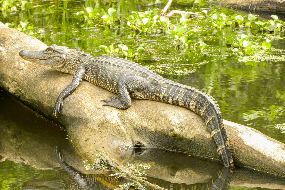 Book your New Orleans: Manchac Bayou Swamp Cruise with Optional Pickup Experience Today. Discover some of the top rated New Orleans Tours with CitizensFor1GreaterNewOrleans.com.